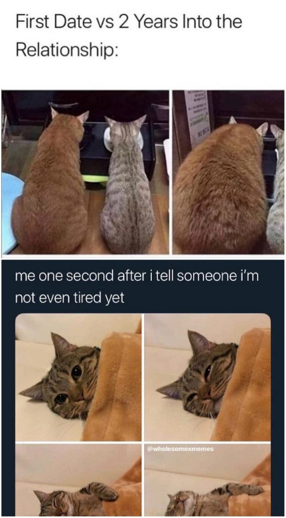 cat memes