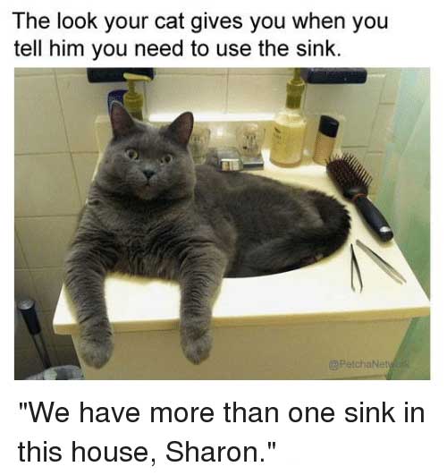 funny cat memes	