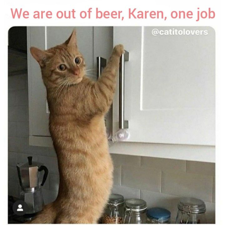 funny karen cat memes