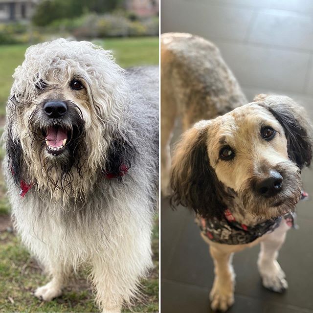 teddy bear dog haircut	