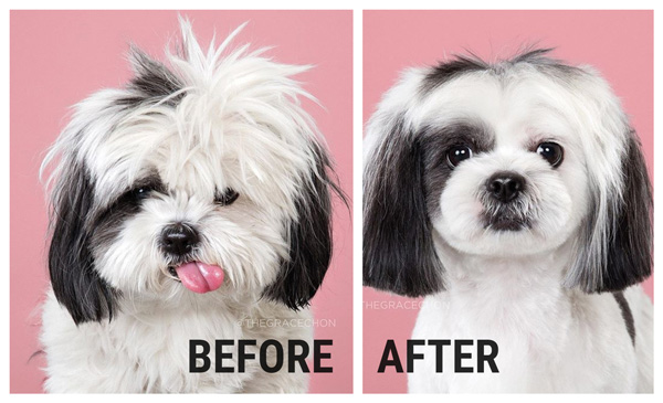 cute dog haircuts