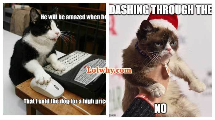 funny cat memes