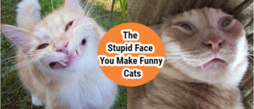 The-Stupid-Face-You-Make-Funny-Cat