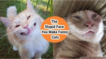 The-Stupid-Face-You-Make-Funny-Cat