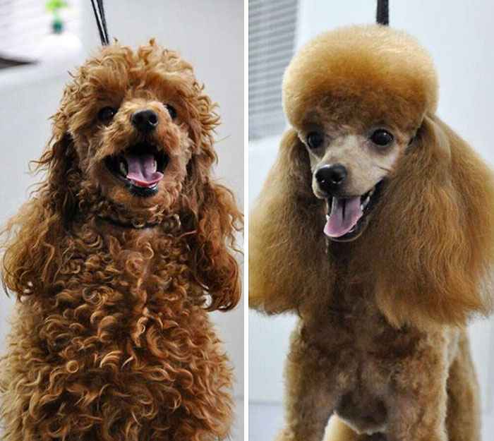 types of dog haircuts	