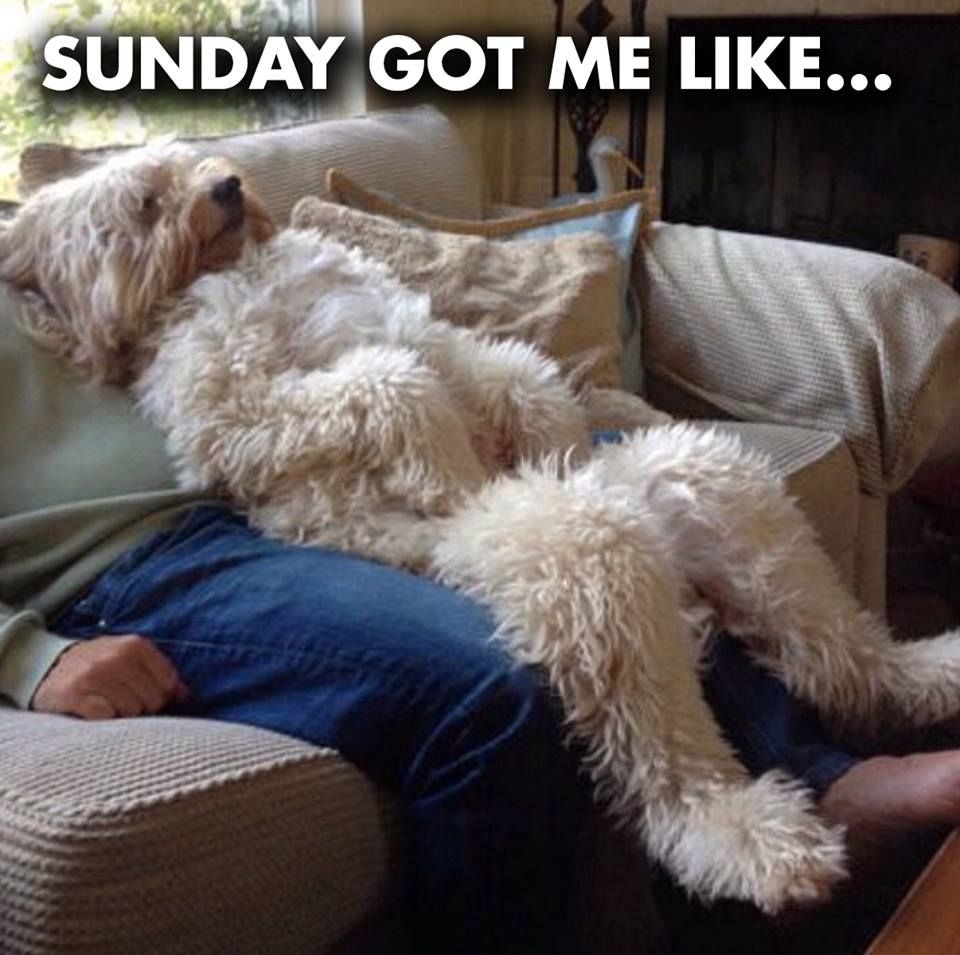 Sunday dog break memes and funday 