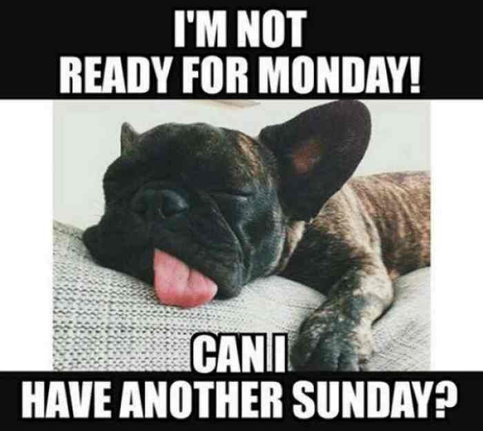 sunday dogs lazy memes 