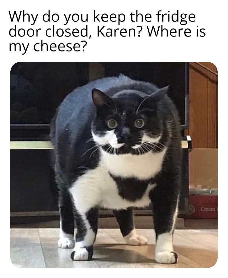 karen meme cat