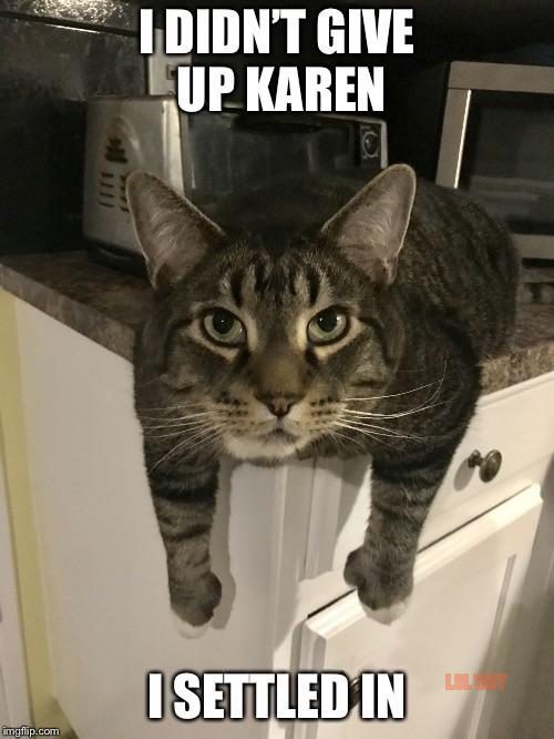 cat karen memes