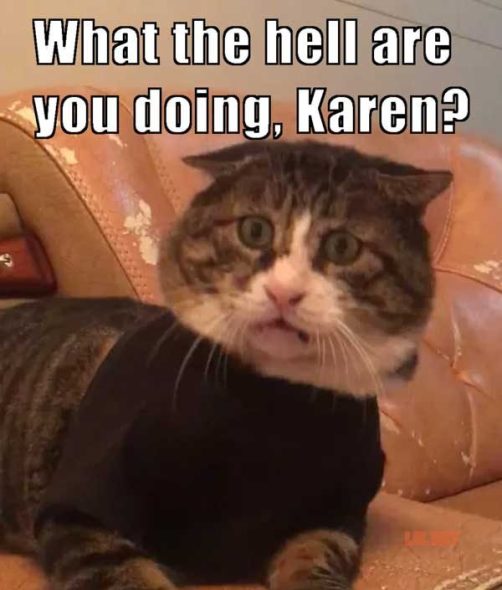 cat meme karen