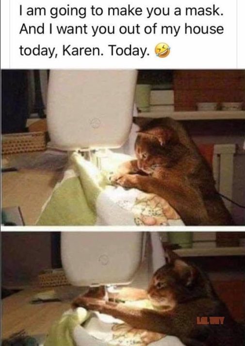 karen memes with cat