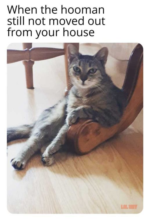 karen the cat meme