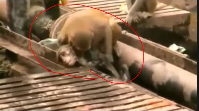 Monkey Revives Electrocuted Friend at a Train Station