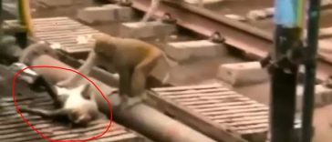 Monkey Revives Electrocuted Friend at a Train Station