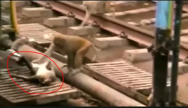 Monkey Revives Electrocuted Friend at a Train Station