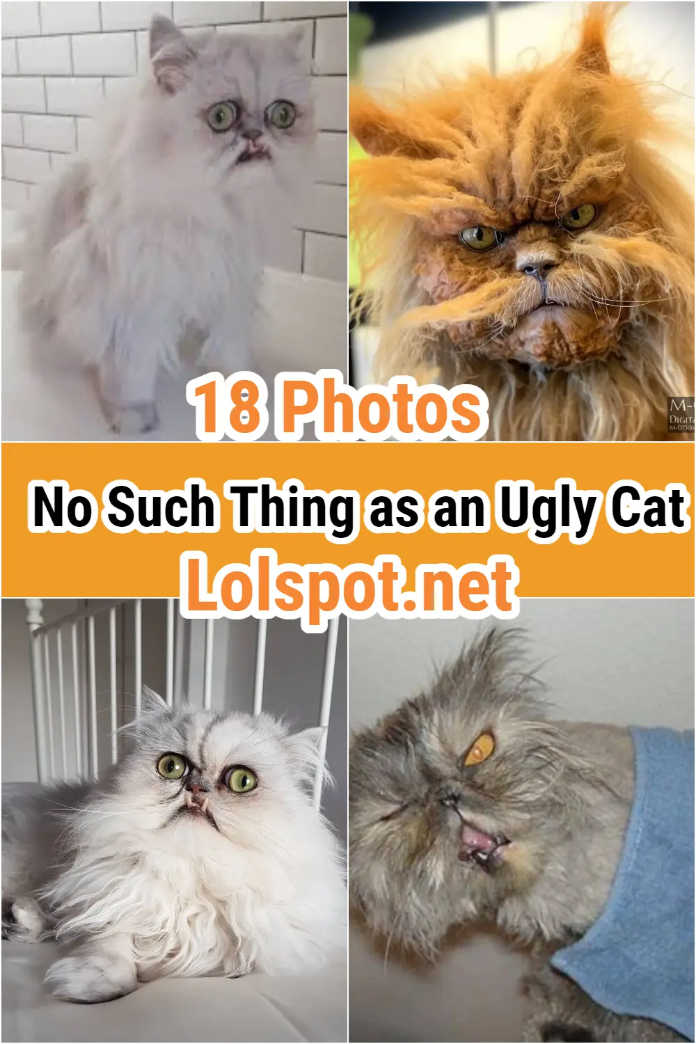 No Such Thing as an Ugly Cat Funny gallery image 18 photos cat pics 