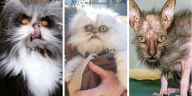 No Such Thing as an Ugly Cat, Funny cat, ugly cat, funny animals, ugly animals, pets