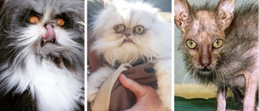 No Such Thing as an Ugly Cat, Funny cat, ugly cat, funny animals, ugly animals, pets