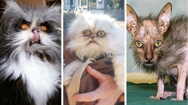 No Such Thing as an Ugly Cat, Funny cat, ugly cat, funny animals, ugly animals, pets