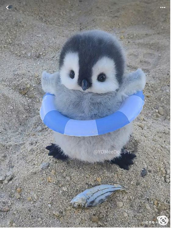 Baby Animals Penguins