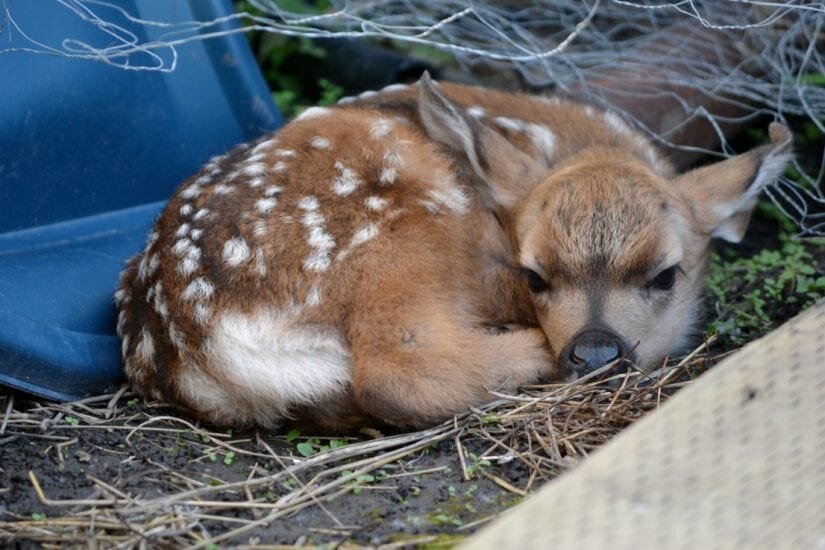 Deer fawn in wild in backyard credit Carol Munro 825x550 1