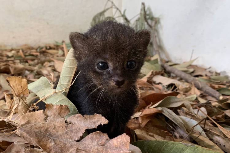 Las Pumas Jaguarundi Courtesy Las Pumas Rescue Center 1