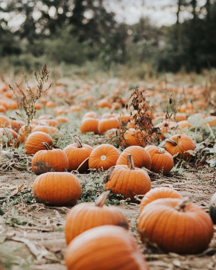 The best pumpkin patches in the UK