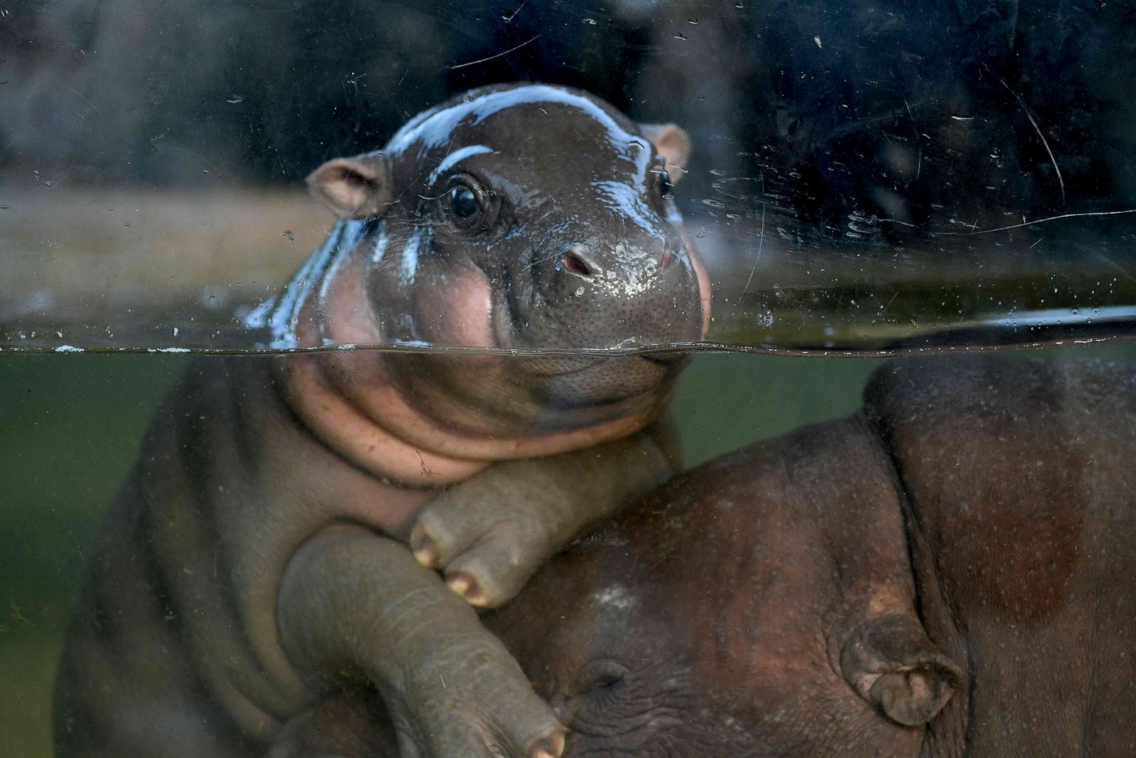 baby hippo gty jt