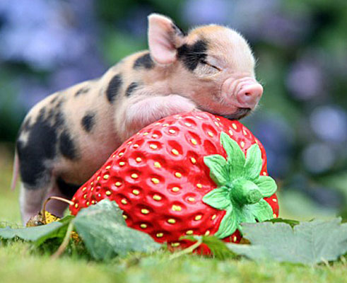 pygmy pig strawberry