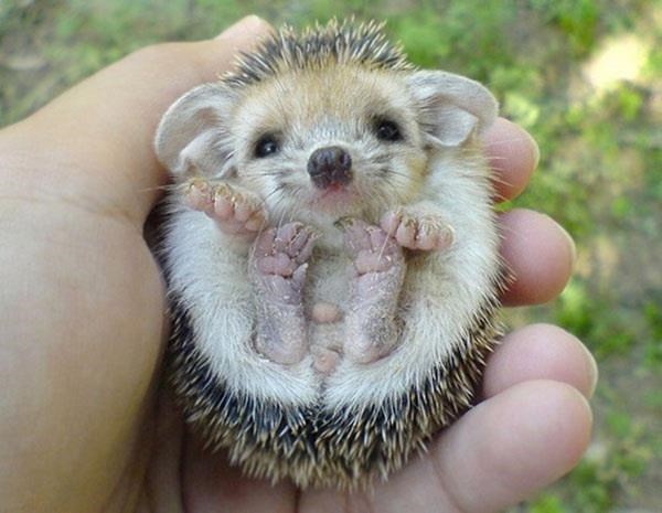 the cutest baby animal species of all time u just something