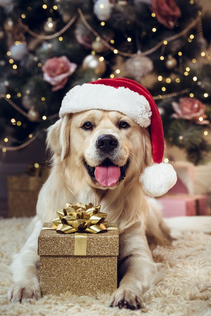 Festive Holiday Pet Inspiration photo Ideas with a litte Christmas flare 10