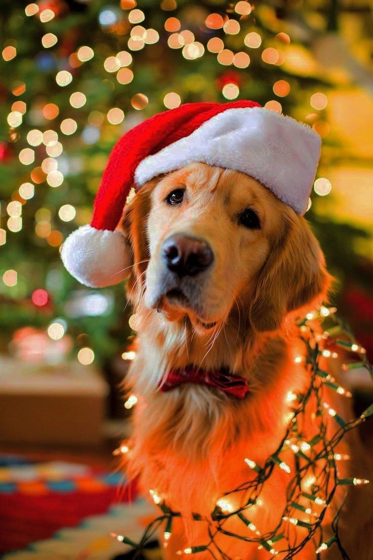 Festive Holiday Pet Inspiration photo Ideas with a litte Christmas flare 14