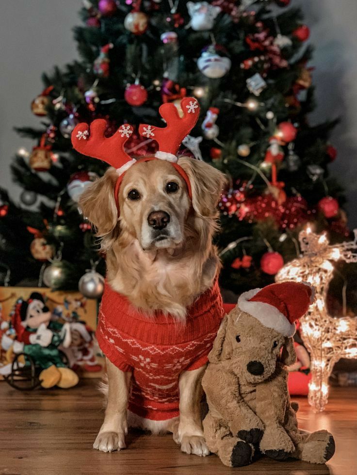 Festive Holiday Pet Inspiration photo Ideas with a litte Christmas flare 2