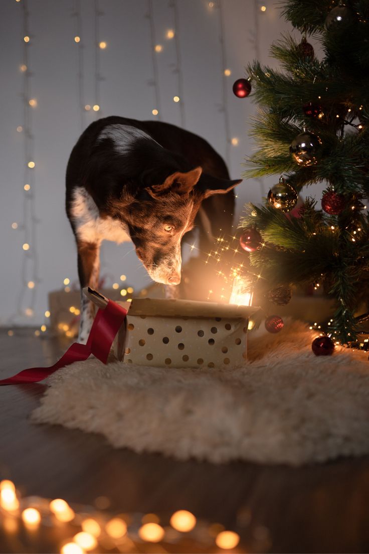 Festive Holiday Pet Inspiration photo Ideas with a litte Christmas flare 21