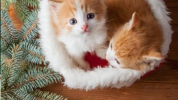 Festive Holiday Pet Inspiration photo Ideas with a litte Christmas flare 5 1