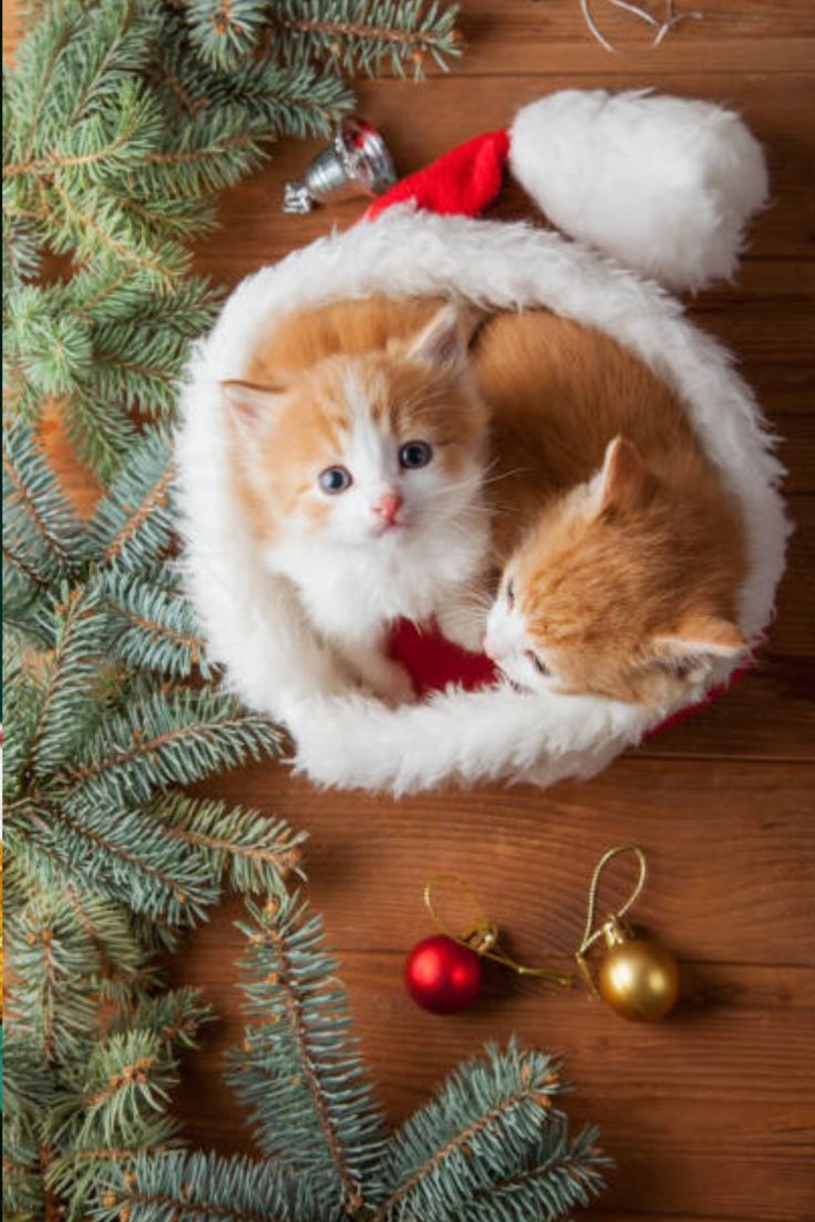 Festive Holiday Pet Inspiration photo Ideas with a litte Christmas flare 5 1