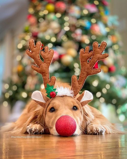 Festive Holiday Pet Inspiration photo Ideas with a litte Christmas flare 8